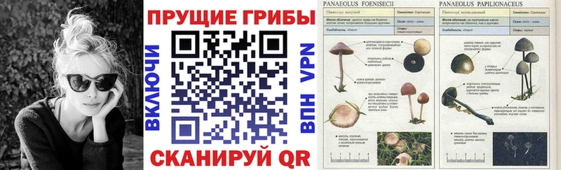 Галлюциногенные грибы GOLDEN TEACHER Суворов